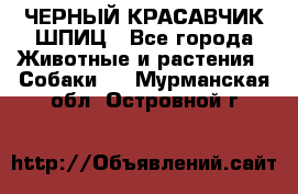 ЧЕРНЫЙ КРАСАВЧИК ШПИЦ - Все города Животные и растения » Собаки   . Мурманская обл.,Островной г.